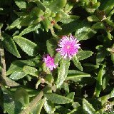 Aptenia lancifolia Dscf4624.jpg